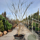 Albizia julibrissin 350-400 cm container meerstammig