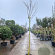Albizia julibrissin 180 cm stam 35L