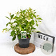 Weigela 'Bristol Snowflake' 40-50 cm 3,0L