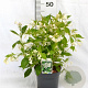 Weigela 'Bristol Snowflake' 40-50 cm 3,0L