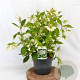 Weigela 'Bristol Snowflake' 40-50 cm 3,0L
