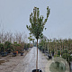 Arbutus unedo 200 cm stam container 12-14