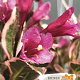 Weigela florida All Summer Monet 25-30 cm 3,0L