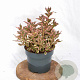 Weigela florida All Summer Monet 25-30 cm 3,0L