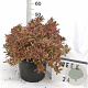 Weigela florida All Summer Monet 50-70 cm 12L