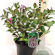 Weigela florida 'Foliis Purpureis' 40-45 cm 3,0L