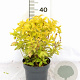 Weigela florida Jean's Gold 25-30 cm 3,0L