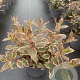 Weigela florida Monet 30-40 cm 3,0L