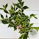 Weigela florida 'Variegata' 30-40 cm 2,5L