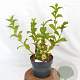 Weigela middendorffiana 30-40 cm 3,0L