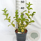 Weigela middendorffiana 30-40 cm 3,0L