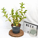Weigela middendorffiana 30-40 cm 3,0L