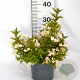 Weigela Picobella Bianco 25-30 cm 3,0L