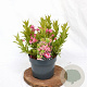 Weigela Picobella Rosa 25-30 cm 3,0L
