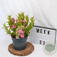 Weigela Picobella Rosa 25-30 cm 3,0L