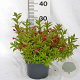 Weigela Picobella Rosso 25-30 cm 3,0L