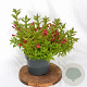 Weigela Picobella Rosso 25-30 cm 3,0L
