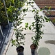 Carpinus betulus 125-150 cm 5,0L