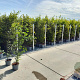 Carpinus betulus 125-150 cm 5,0L