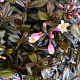 Weigela Vintage Love 25-30 cm 3,0L