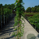 Wisteria sinensis 'Prolific' 175-200 cm 12L