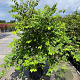 Zelkova serrata 175-200 cm 35L