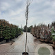 Cercis can. 'Forest Pansy' 200 cm stam container 6-8