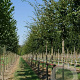 Zelkova serrata 'Flekova' 25-30 HO draadkluit 250 cm stam