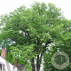 Zelkova serrata Green Vase 25-30 HO draadkluit 250 cm stam