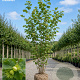 Corylus avellana 'Lange Spaanse' 350-375 cm draadkluit meerstammig verplant