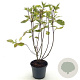 Cornus alba 'Gouchaultii' 40-45 cm 3,0L