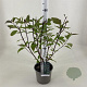Cornus alba 'Kesselringii' 50-60 cm 3,0L