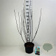 Cornus alba 'Kesselringii' 100-125 cm 2,0L