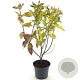 Cornus alba 'Spaethii' 40-45 cm 3,0L