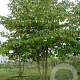 Cornus controversa 10-12 HO draadkluit