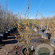 Hamamelis mollis 125-150 cm 45L