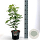 Cornus florida 40-50 cm 3,0L