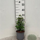 Cornus kousa 30-40 cm 2,0L