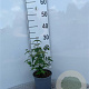 Cornus kousa chinensis 30-40 cm 2,0L