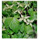Cornus kousa chinensis 10-12 HO 45L geveerd