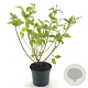 Cornus sericea 'Budd's Yellow' 25-30 cm 3,0L