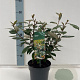 Elaeagnus ebbingei 25-30 cm 2,0L
