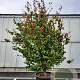 Parrotia persica 'Globosa' 350-400 cm container meerstammig