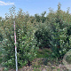Elaeagnus ebbingei 250-300 cm draadkluit struik