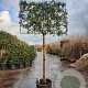 Photinia fraseri 'Red Robin' 180 cm stam container 16-18 lei 180x120