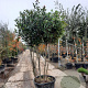 Photinia fraseri 'Red Robin' 175-200 cm cont. 130L paraplu