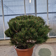 Pinus nigra Brepo 60-80 cm container bol