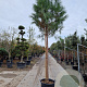 Pinus pinea 180 cm stam container 25-30