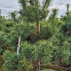 Pinus sylvestris 200-225 cm draadkluit
