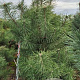 Pinus sylvestris 200-225 cm draadkluit